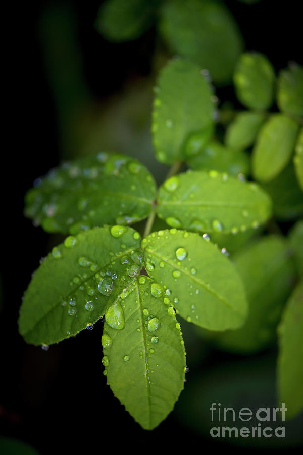 Nature Photograph - Raindrops on green leaf by Elena Elisseeva