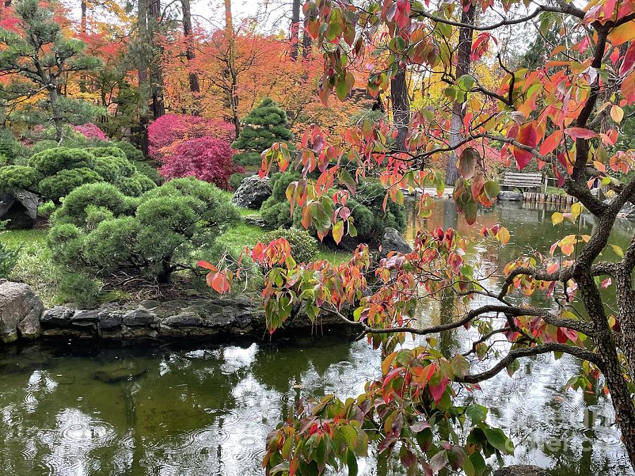 Raindrops on Japanese Autumn Pond Photograph by Carol Groenen