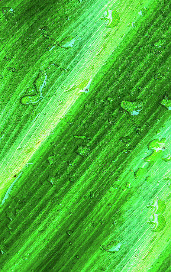 Raindrops On Large Leaf Photograph by Gary Slawsky