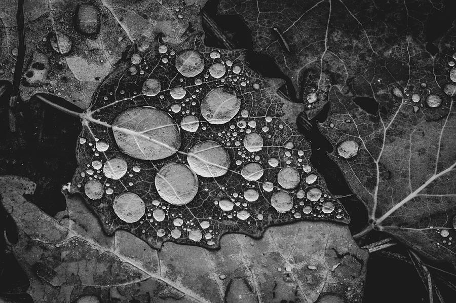 Raindrops On Leaves Photograph by Bob Grabowski