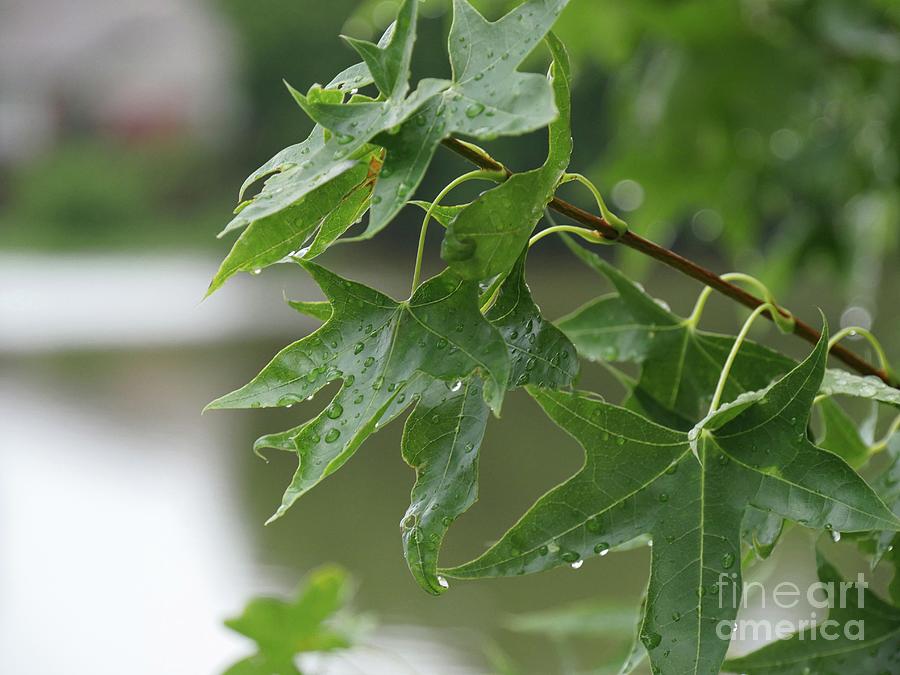 Raindrops on leaves  Photograph by On da Raks
