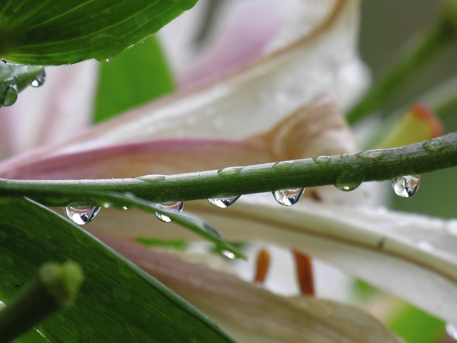 Lily Photograph - Raindrops on Lillies by Shirley Stevenson Wallis