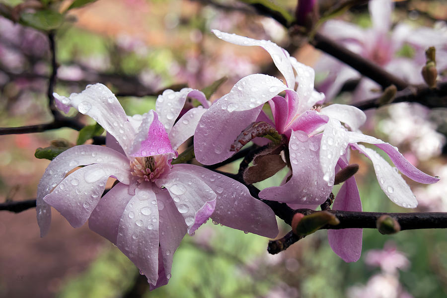 Raindrops on Magnolia Photograph by Elaine Teague