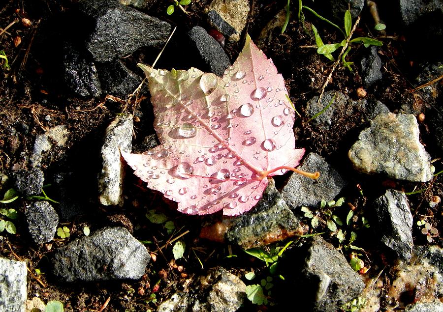 Raindrops on Maple Leaf Photograph by Liza Dey