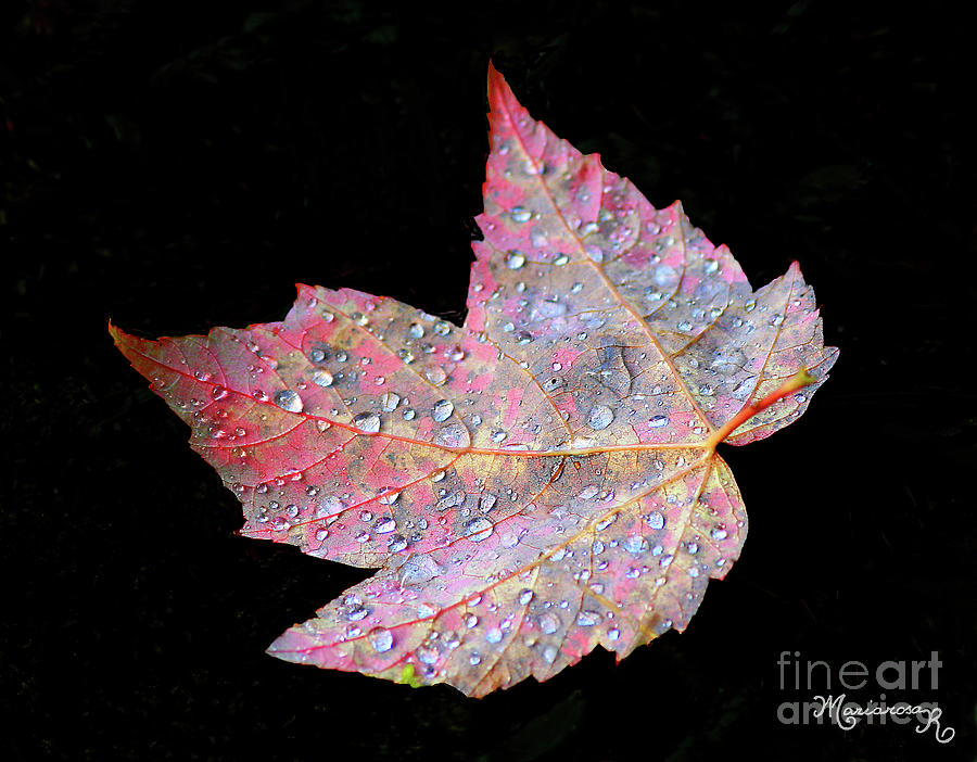 Raindrops. on Maple Leaf Photograph by Mariarosa Rockefeller