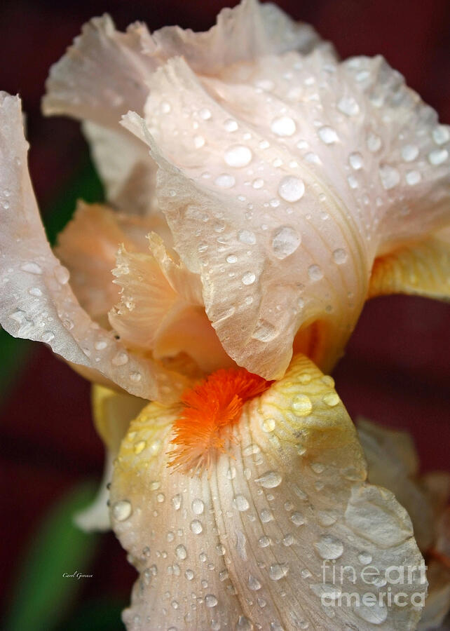 Raindrops On Orange Iris Photograph