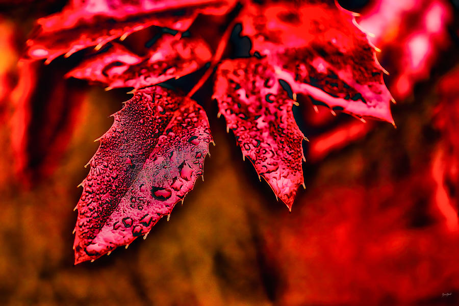 Raindrops on Oregon Grape Holly Photograph by Bruce Block