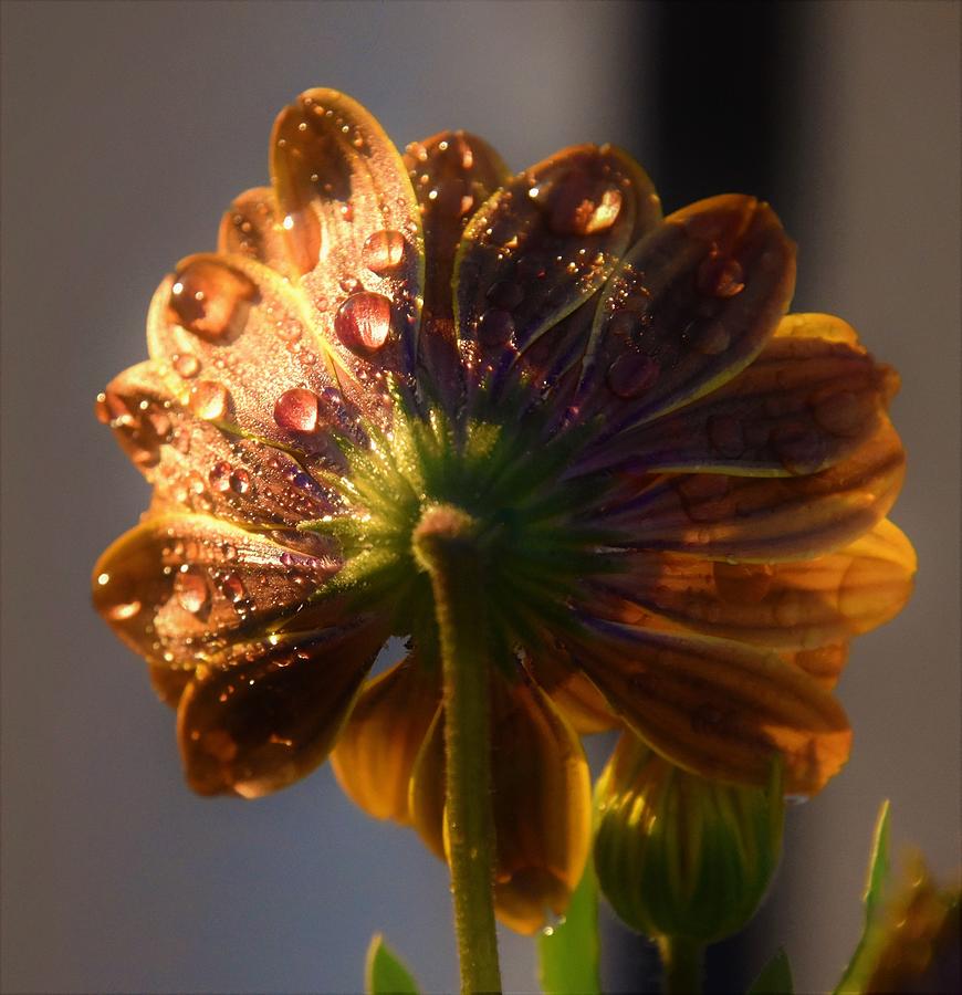 - Raindrops on Osteospermums Photograph by THERESA Nye