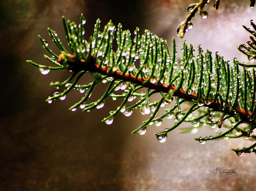 Raindrops on Pine 5 Photograph by Allyson Schwartz