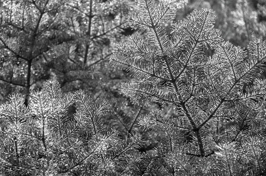 Raindrops on Pine in Black and White Photograph by Bruce Gourley