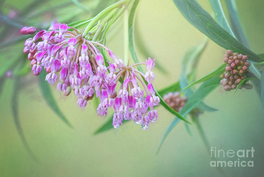 Raindrops On Pink Milkweed Photograph by Sharon McConnell