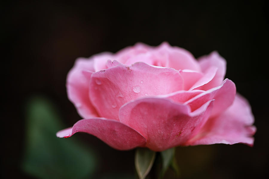 Raindrops on Pink Photograph by Nicole Engstrom