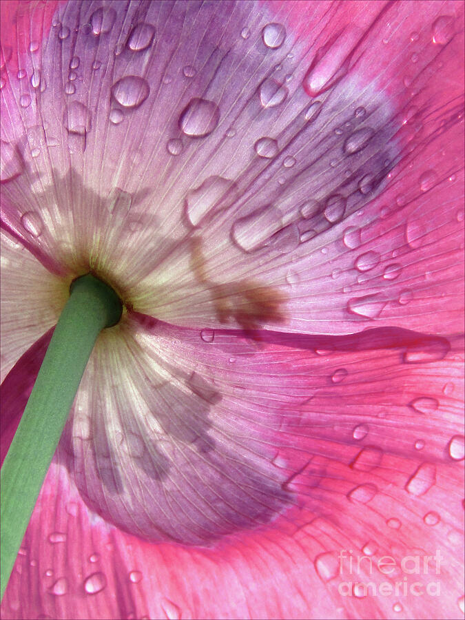 Raindrops On Pink Poppy Photograph by Kim Tran