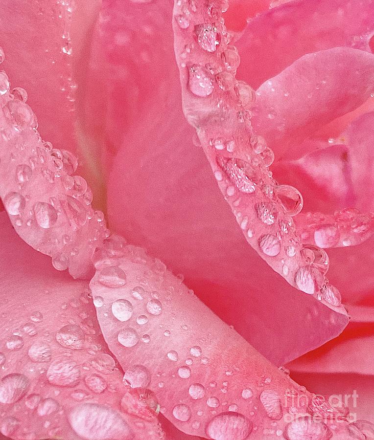 Rose Photograph - Raindrops on Pink Rose by Gerhan Joubert