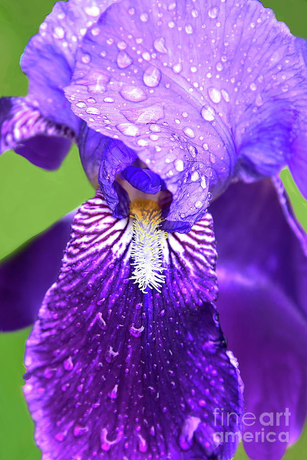 Raindrops On Purple Iris Flower Photograph