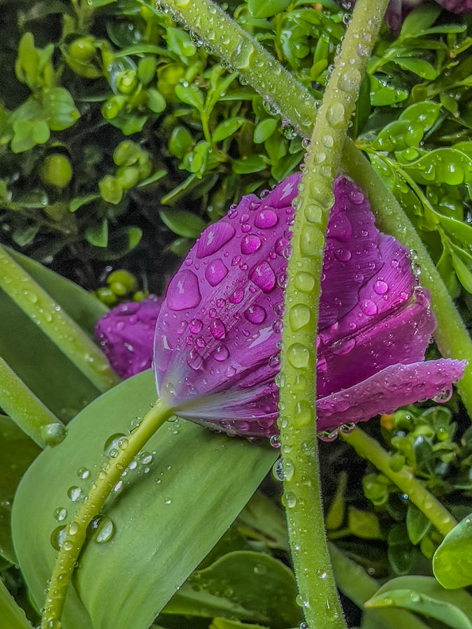 Raindrops on Purple Tulip  Photograph by Cate Franklyn