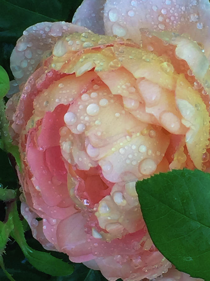 Raindrops On Roses Photograph By Brooke Vogelgesang