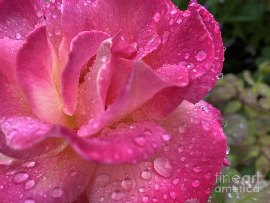 Raindrops on Roses Photograph by Katherine Erickson