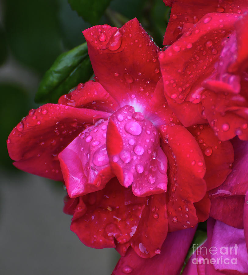 Raindrops On Roses Photograph