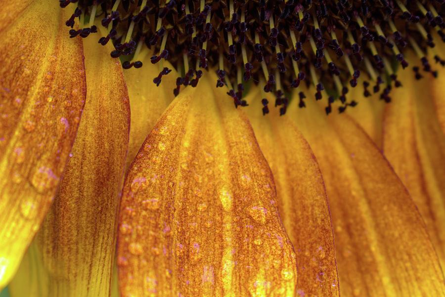 Raindrops on Sunflower Petals Photograph by Cathy Mahnke