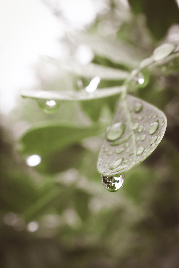 Raindrops on Texas Mountain Laurel Leaves Photograph by W Craig Photography