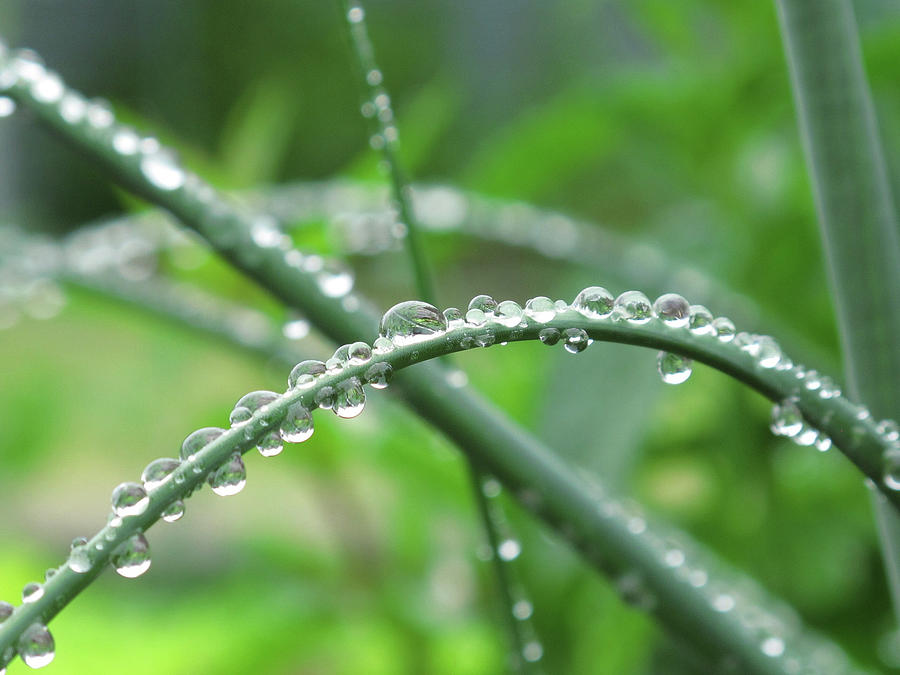Nature Photograph - Raindrops on the Grasses by Shirley Stevenson Wallis