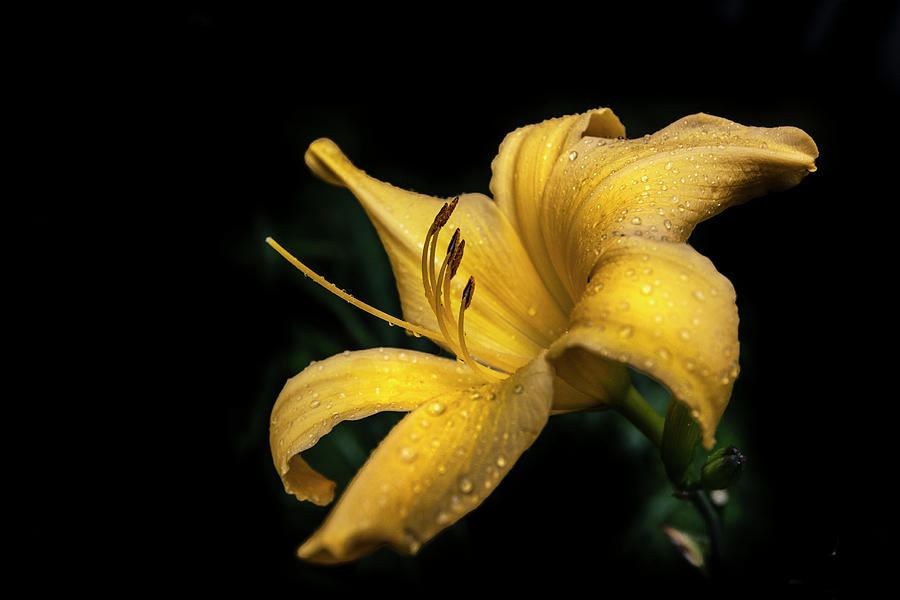 Raindrops on the Lilies Photograph by Debra and Dave Vanderlaan