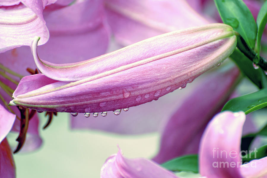 Raindrops On The Lily Photograph