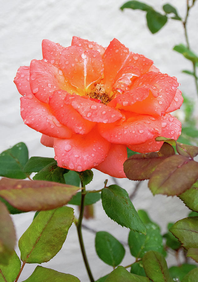 Raindrops On The Rose Photograph