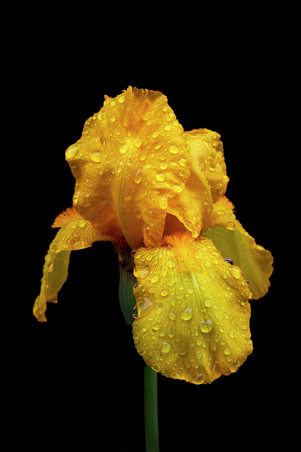 Raindrops on the Yellow Iris Photograph by Debra and Dave Vanderlaan