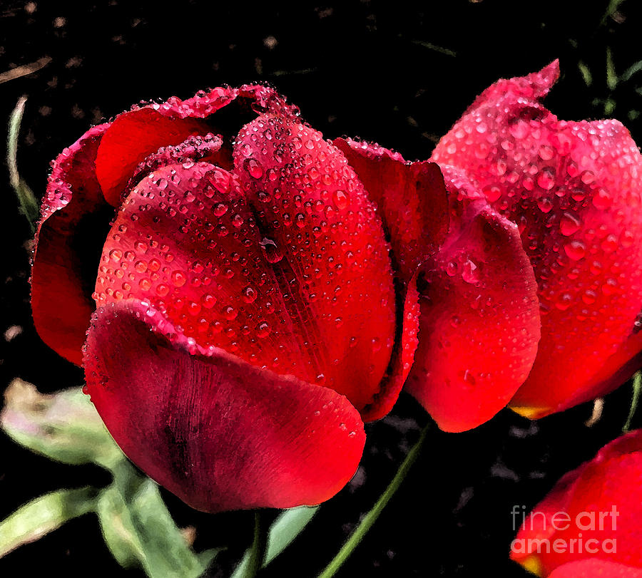 Raindrops on Tulips Photograph by Jeanette French
