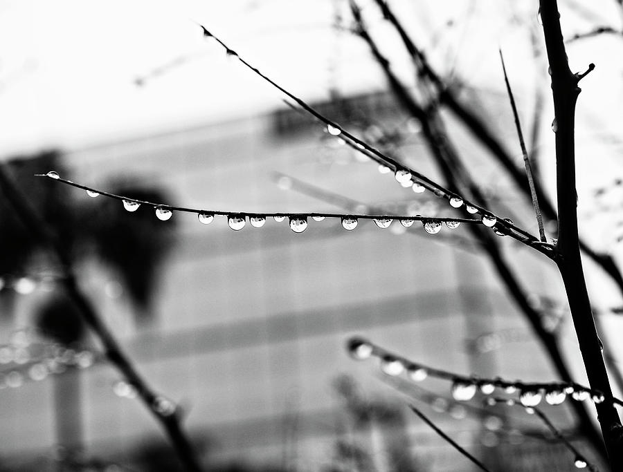 Raindrops On Twigs Photograph