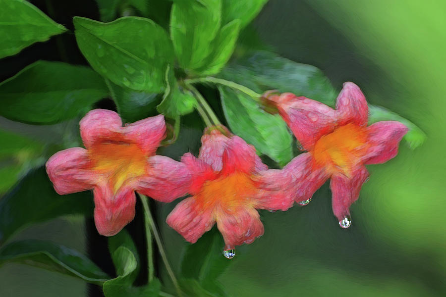 Raindrops on Vine Flowers Photograph by Jerry Griffin
