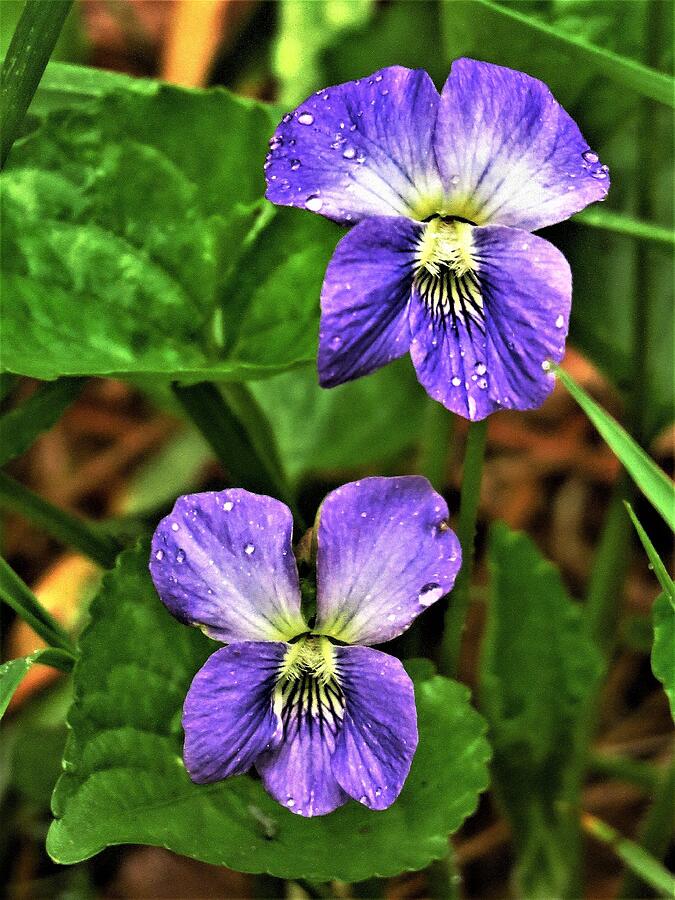 Raindrops on Violets Photograph by Lori Frisch - Fine Art America