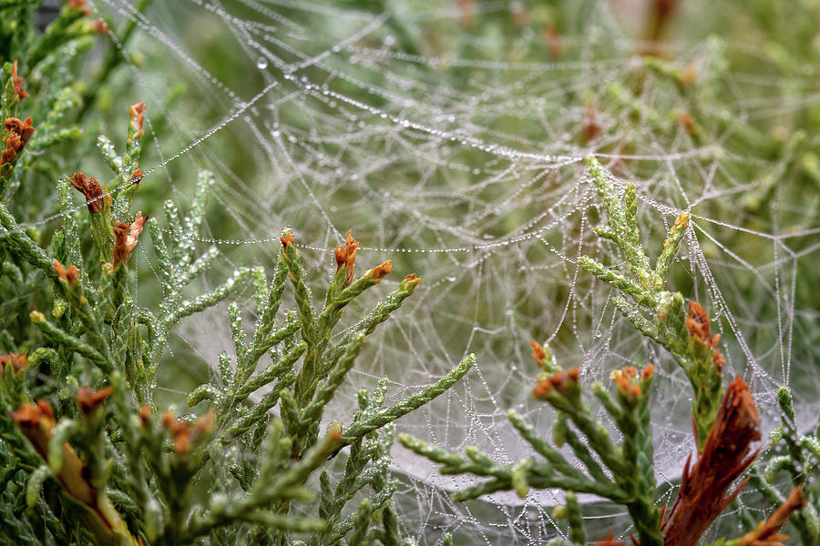 Raindrops on web in juniper needles Photograph by Mikhail Kokhanchikov