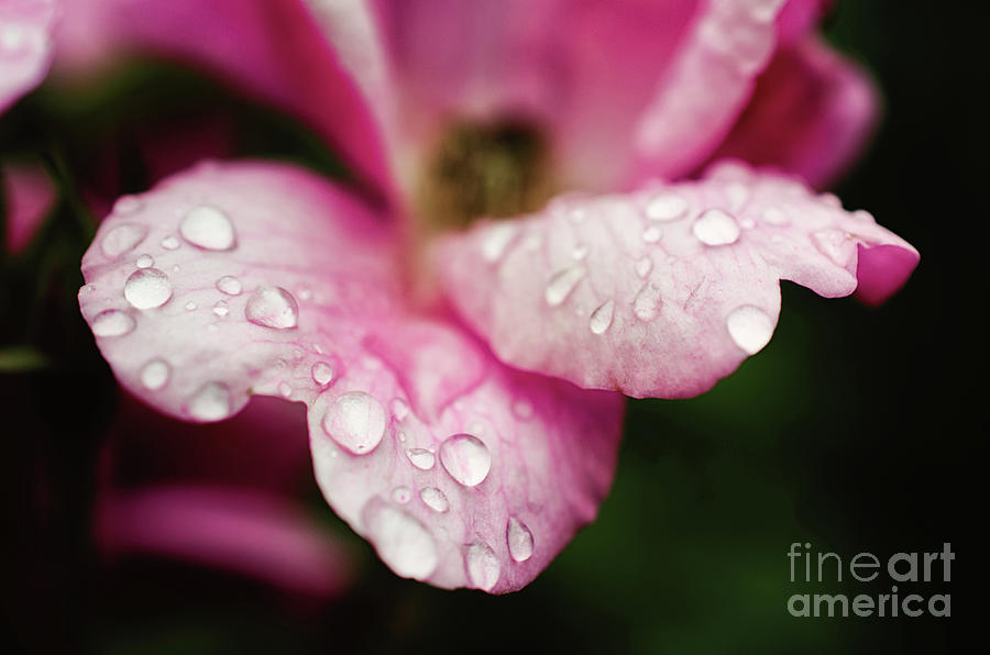 Raindrops on Wild Pink Rose / Botanical / Floral / Nature Photograph  Digital Art by PIPA Fine Art - Simply Solid