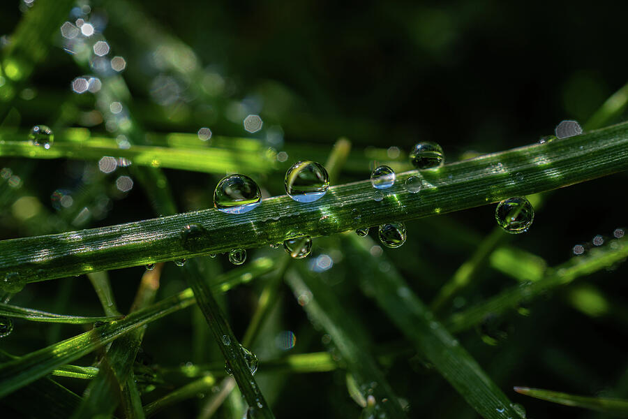Nature Photograph - Raindrops Top and Bottom by Linda Howes