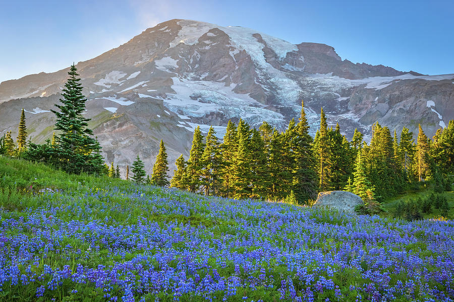Mountain Photograph - Rainer Lupine by Wasatch Light