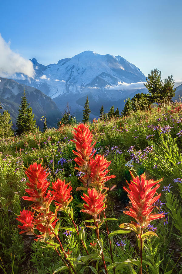 Seattle Photograph - Rainer Paintbrush by Wasatch Light