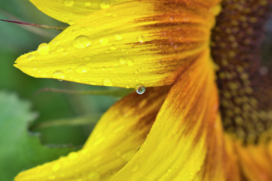 Rainflower Photograph