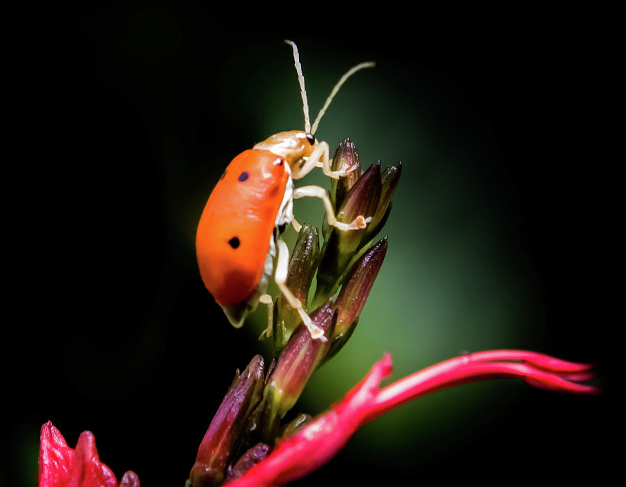 Rainforest Beetle Photograph by Karen Wiles