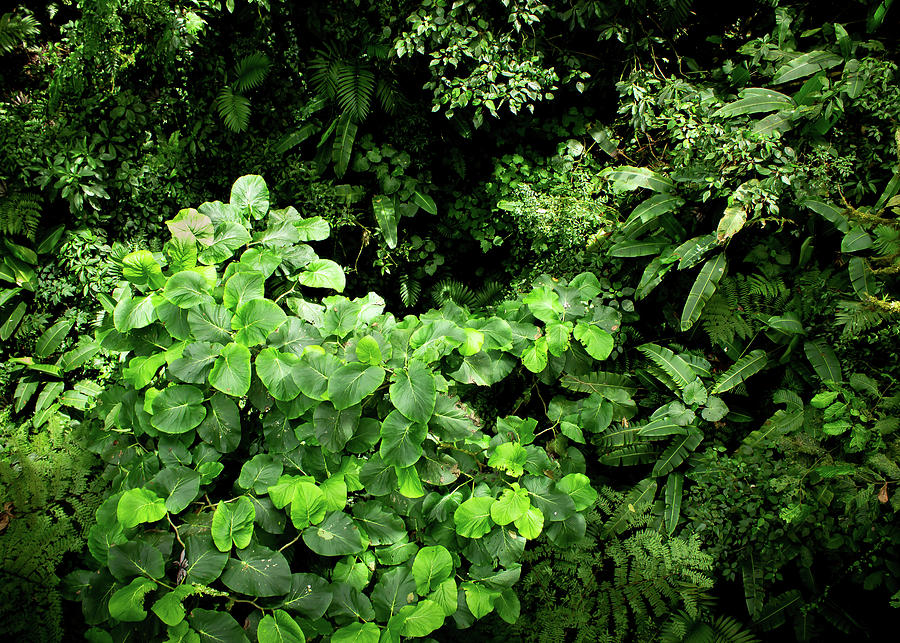 Jungle Photograph - Rainforest Canopy by Nicklas Gustafsson
