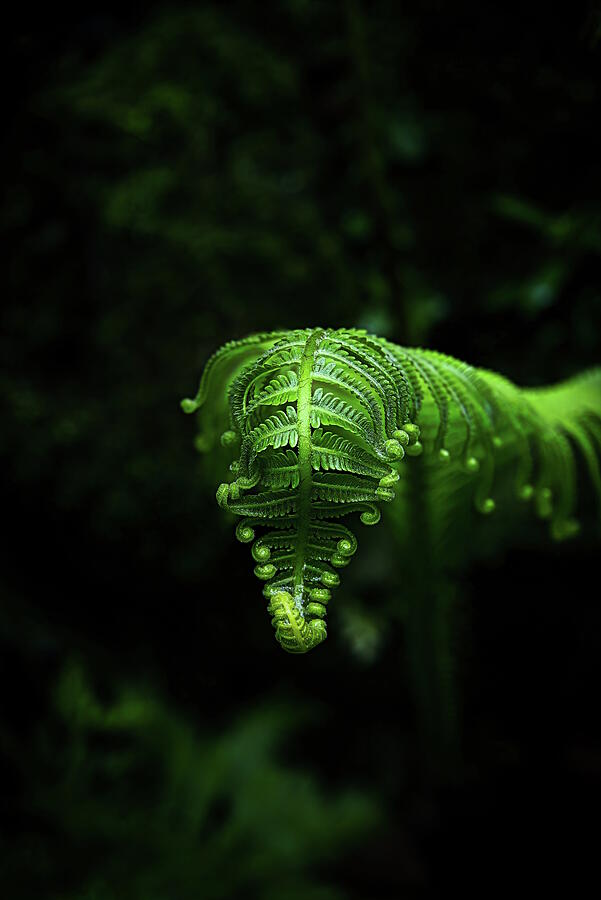 Nature Photograph - Rainforest Chronicles Genesis 4 by Justin Lee