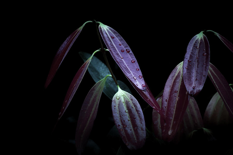 Nature Photograph - Rainforest Chronicles Nocturne II  by Justin Lee