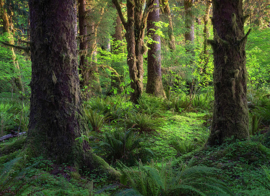 Rainforest Den Photograph by Lawrence Pallant