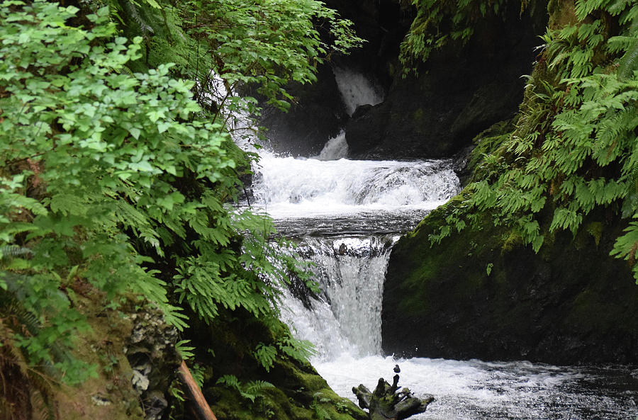 Rainforest Falls Photograph by Curtis Boggs - Pixels