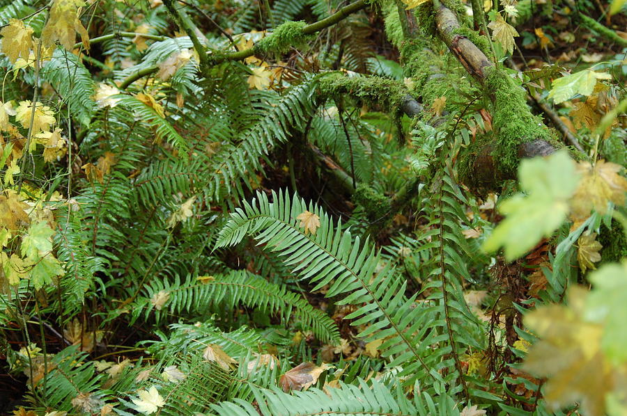 Rainforest Ferns  Photograph by James Cousineau