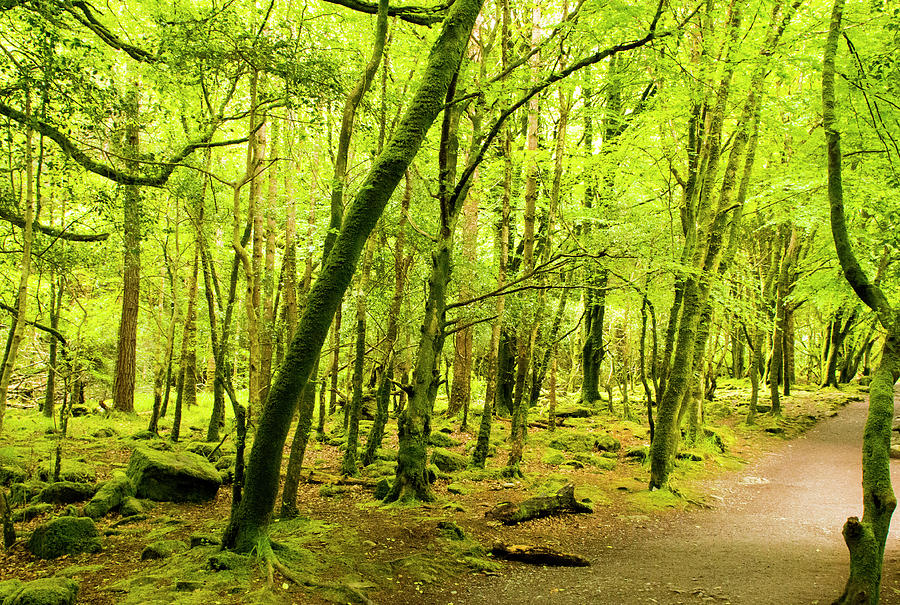 Rainforest, Forest Photograph by Gert Hilbink - Fine Art America