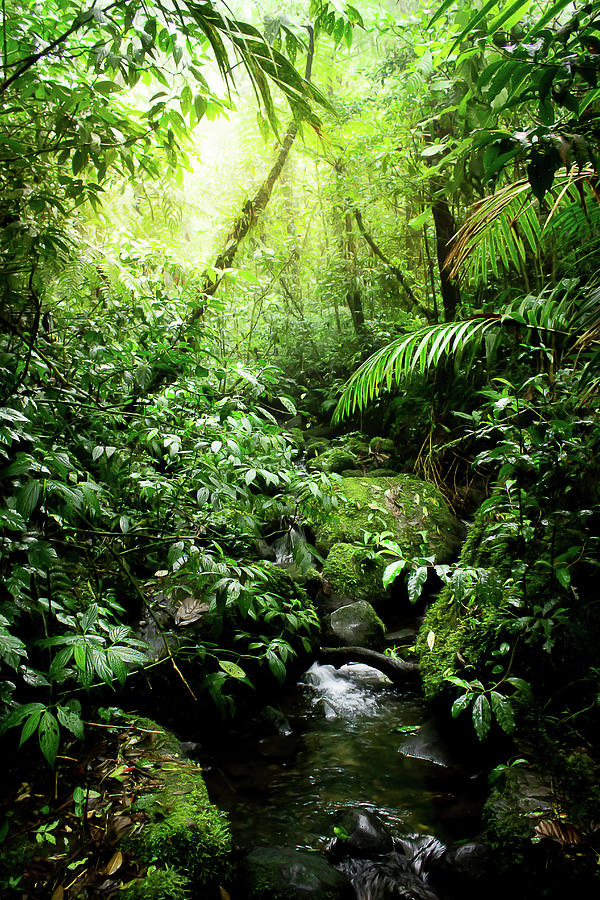 Jungle Photograph - Rainforest in Warm Glow by Nicklas Gustafsson