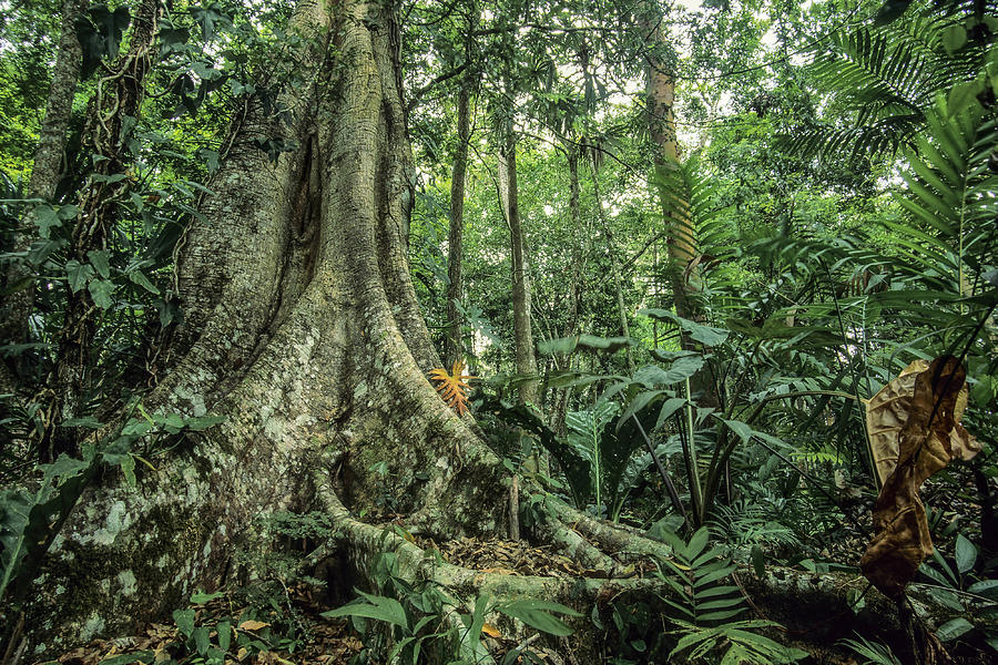 Rainforest. Photograph by Javier Fernández Sánchez